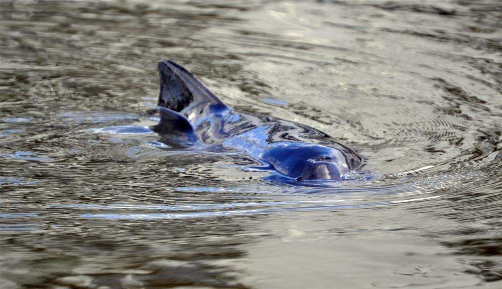 Porpoise in Gravesend Canal Basin. Picture by Aisha Newcombe.