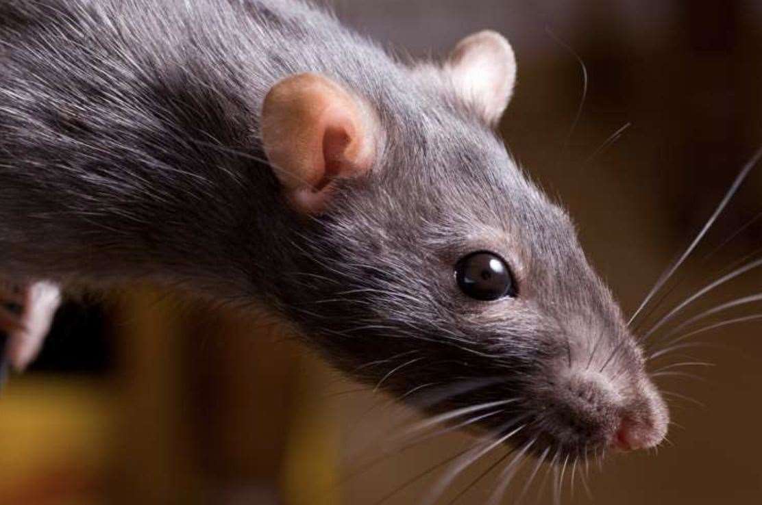 The vermin infestation was described as being "widespread"