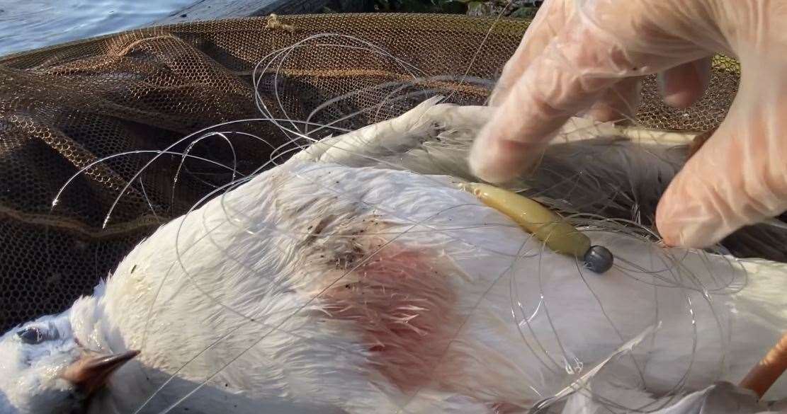 The gull became trapped in the fishing line and hook. Picture: Carly Ahlen