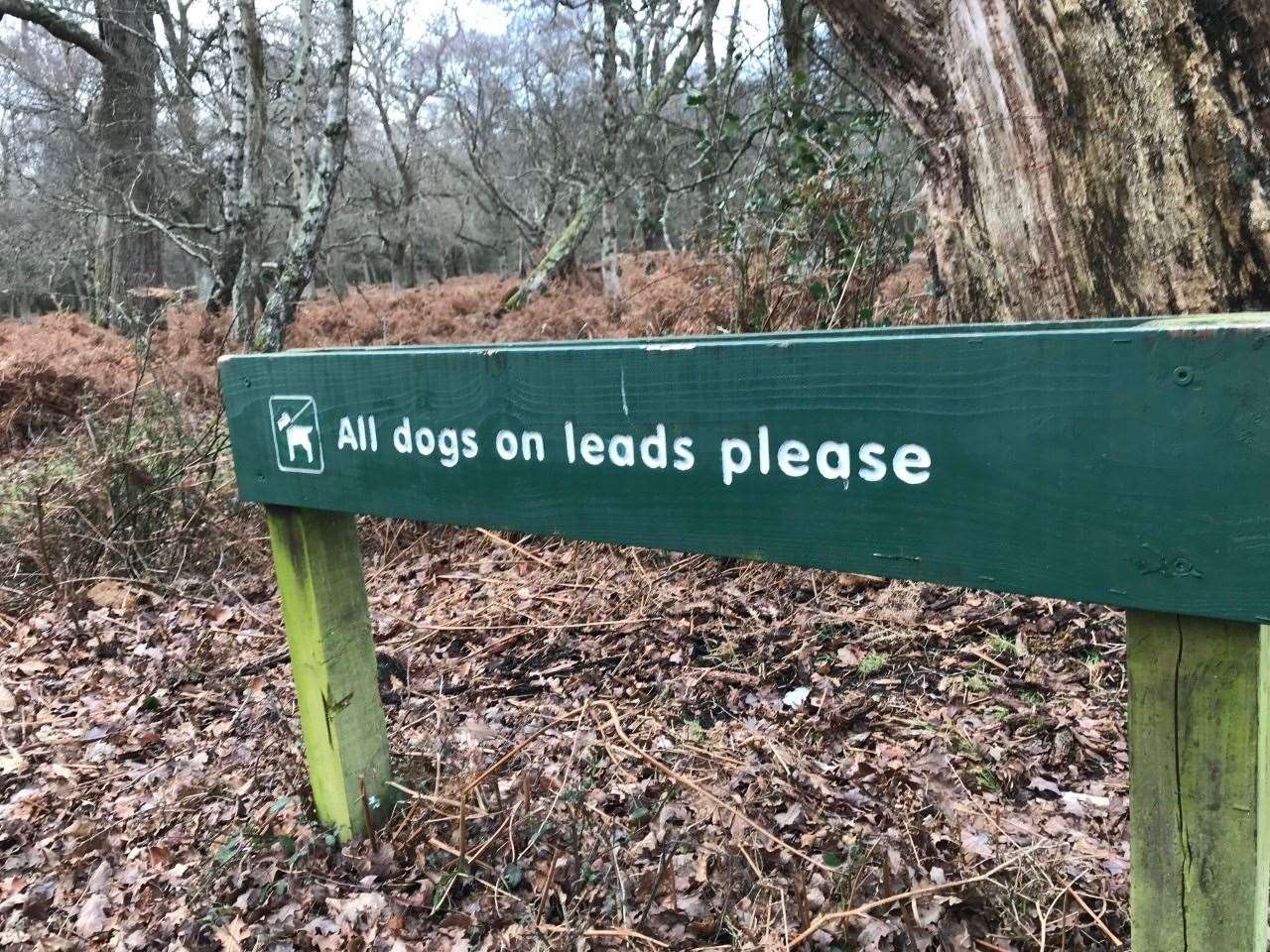There are areas of the countryside where owners will be asked to keep dogs on leads