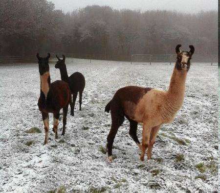 Llamas in the snow at Blue Bell Hill.