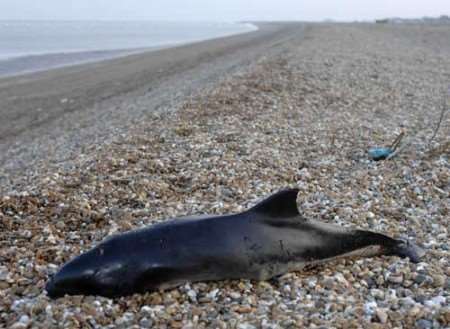 Pictures of the carcass were sent to Jason Carter of British Divers Marine Life Rescue. Picture: GARY BROWNE