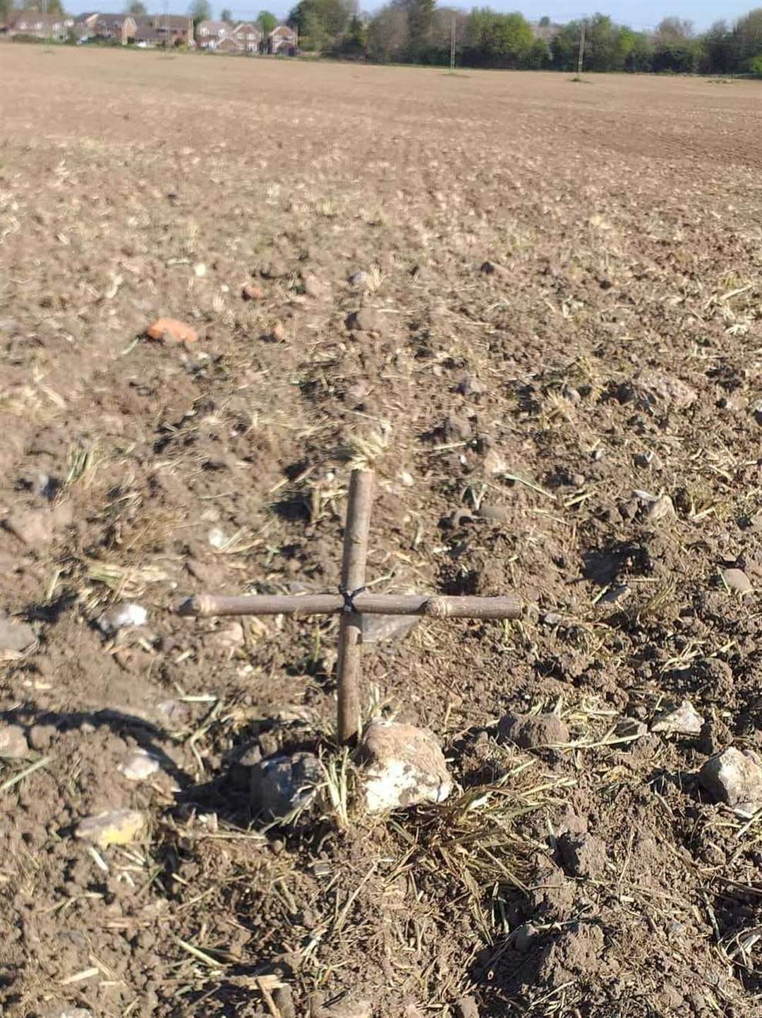 Little wooden crosses planted in a field near Borden to mark the deaths of nesting skylarks. Picture: Nicola Honey
