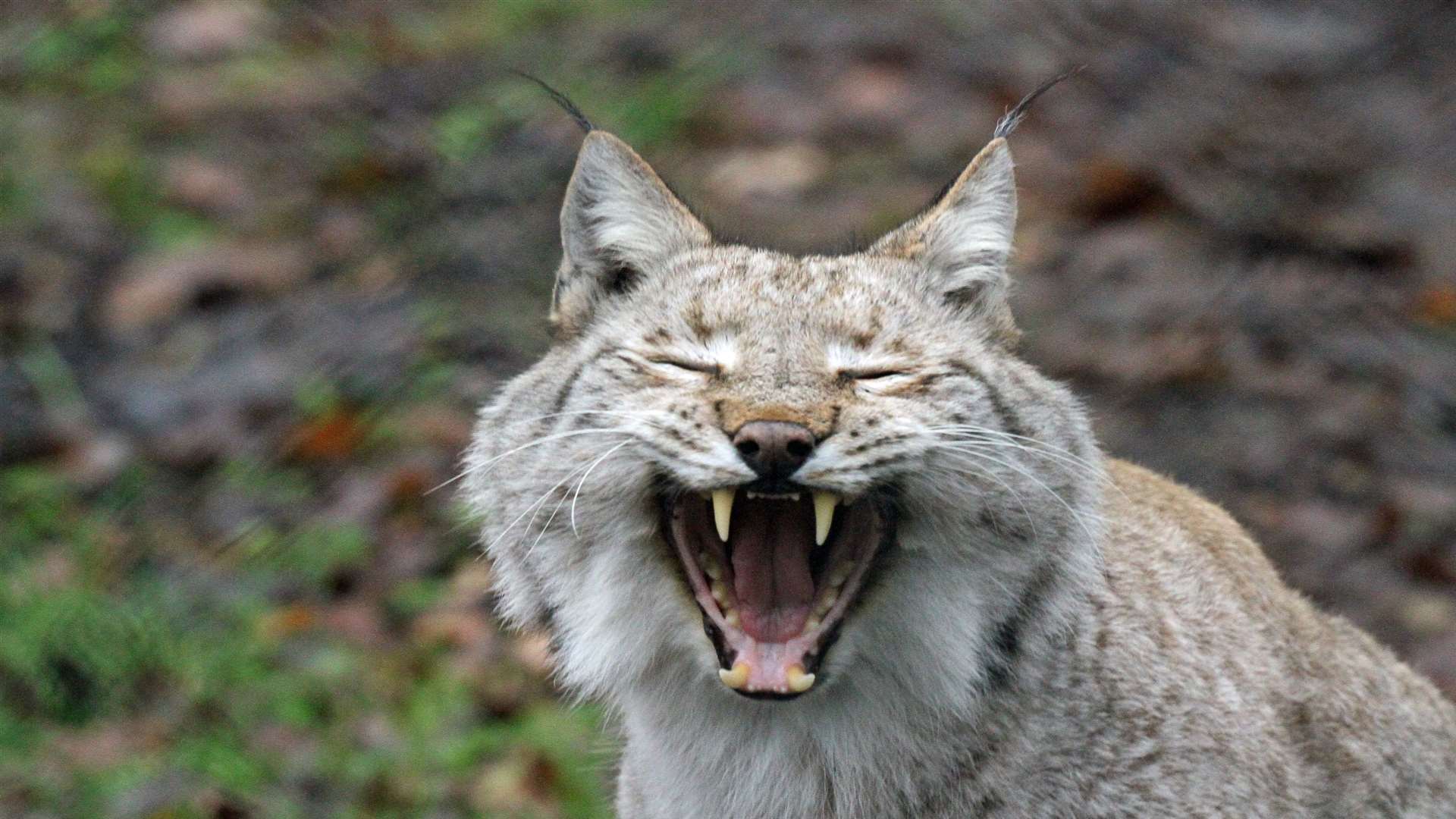 A lynx has gone missing from Dean Tweedy's zoo in Borth, Wales. Stock picture.