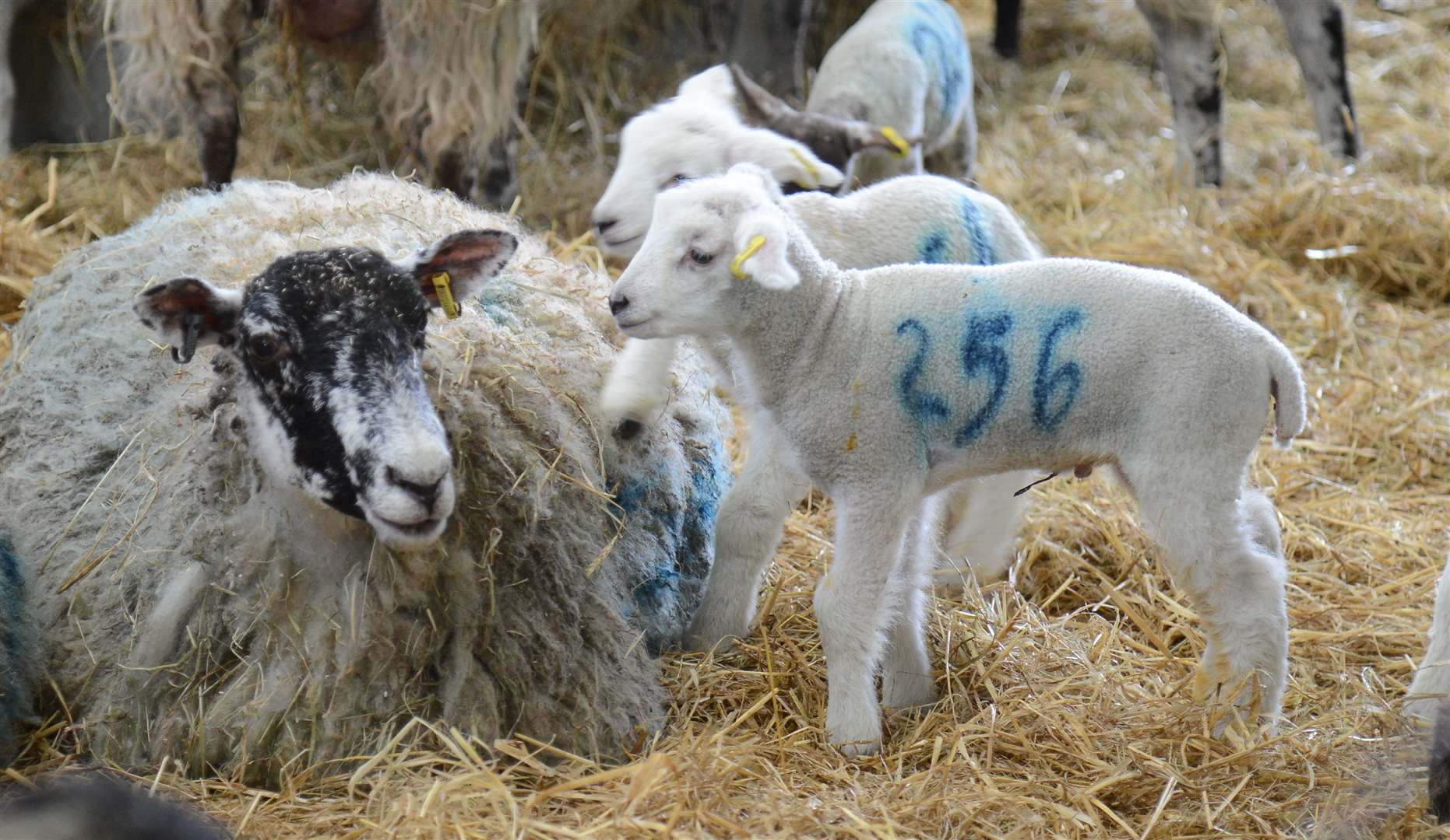 Hadlow Colleges lecturers will be in the lambing shed providing commentary during the day and answering any questions. Picture: Gary Browne (7653997)