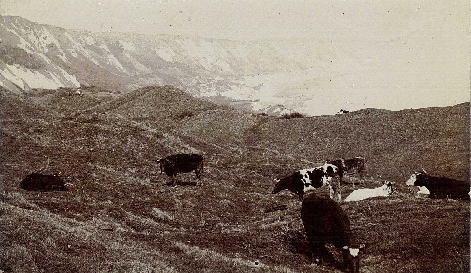 Cows on The Warren pre 1924 - picture courtesy of Alan Taylor