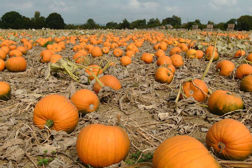 Pumpkins have been stolen from a farm