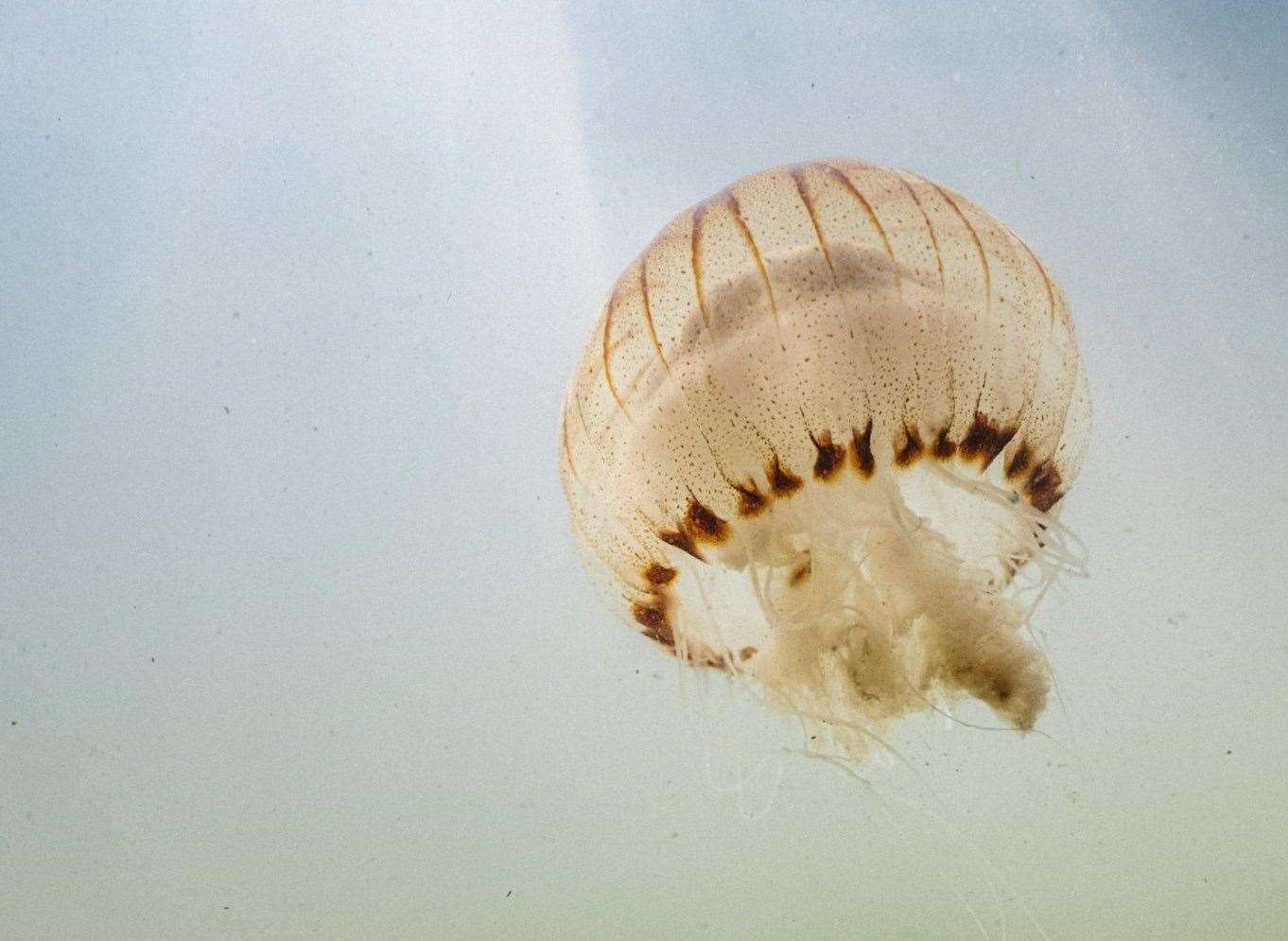 Compass jellyfish are a translucent yellowish-white, and notable for their brown markings. Picture: Rebecca Douglas