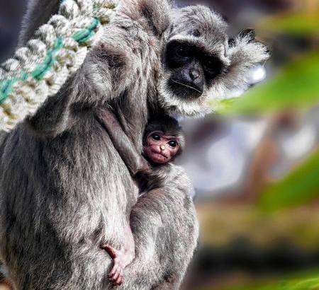 Baby Javan Gibbon with mother at Howletts