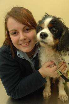 Charlie the King Charles Spaniel safe with Kim Prescott, receptionist at Companion Care Vets after he was left tied to a tree in Blean Woods.