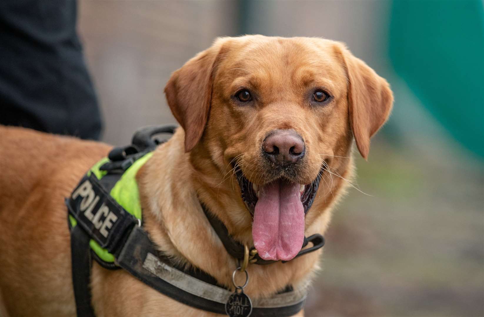 Police dog Hector. Photo: Kent Police