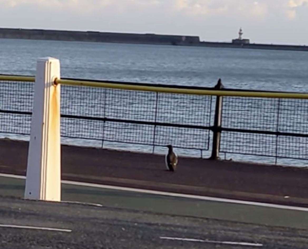 A seabird thought to be a penguin was spotted in Dover. Picture: Stephen Davies