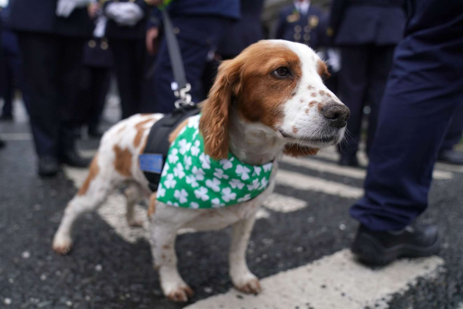 Detector dog Gus from Dublin airport takes part in the event (Brian Lawless/PA)