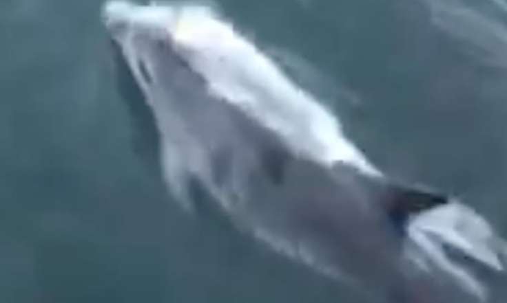 Tom Redshaw, of Lydd, filmed dolphins swimming off the shore at Dungeness