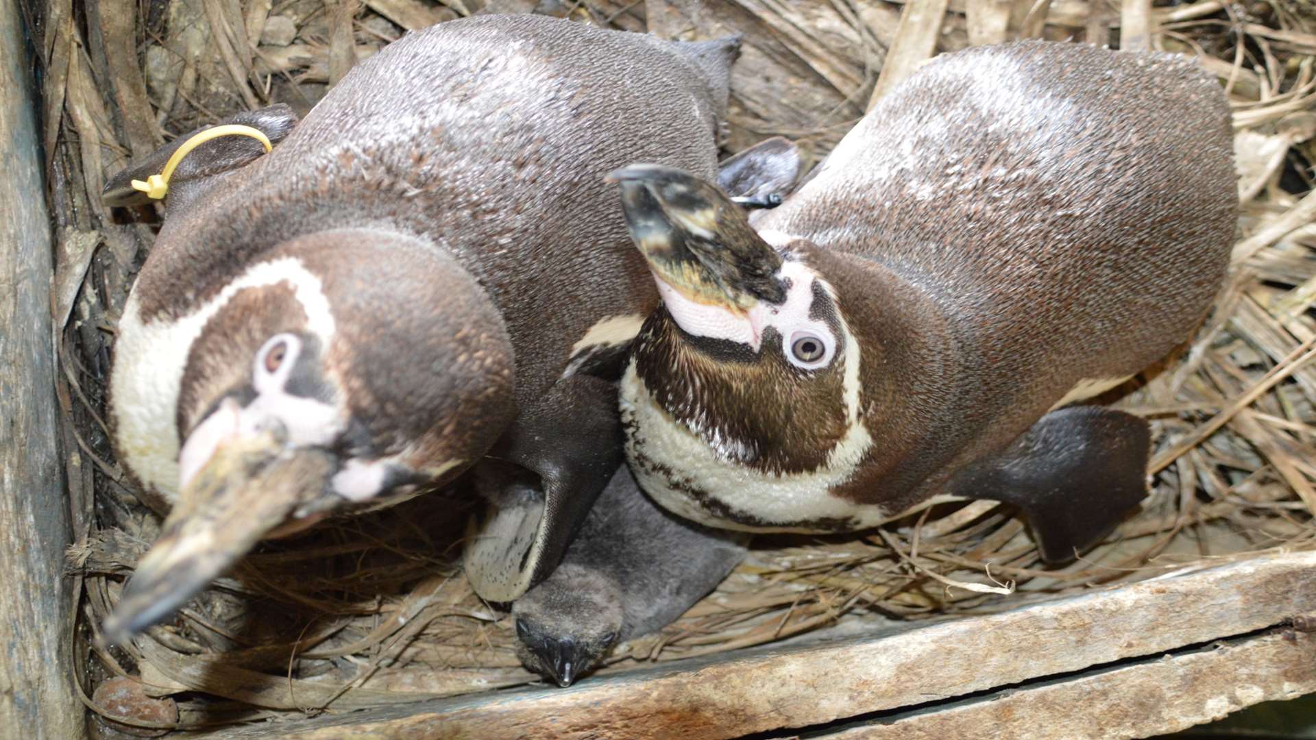 The penguins with their small chick
