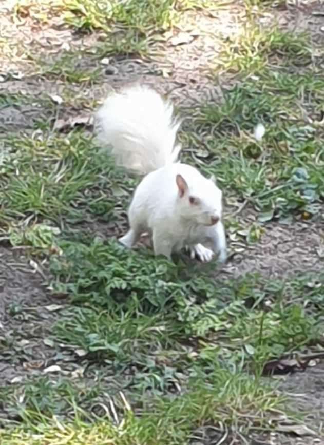 Paul Kennedy took this photo of the white squirrel in Margate Cemetery