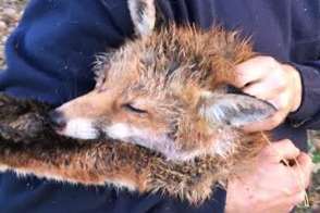 Hunt saboteurs say this is the dead fox they were unable to save