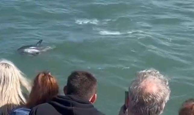 Dolphins spotted by the S.S Montgomery near Sheerness. Picture: Jetstream Tours