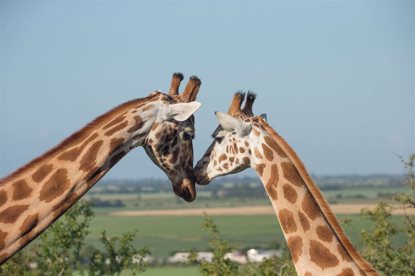 Giraffes at Port Lympne reserve. Picture: David Rolfee