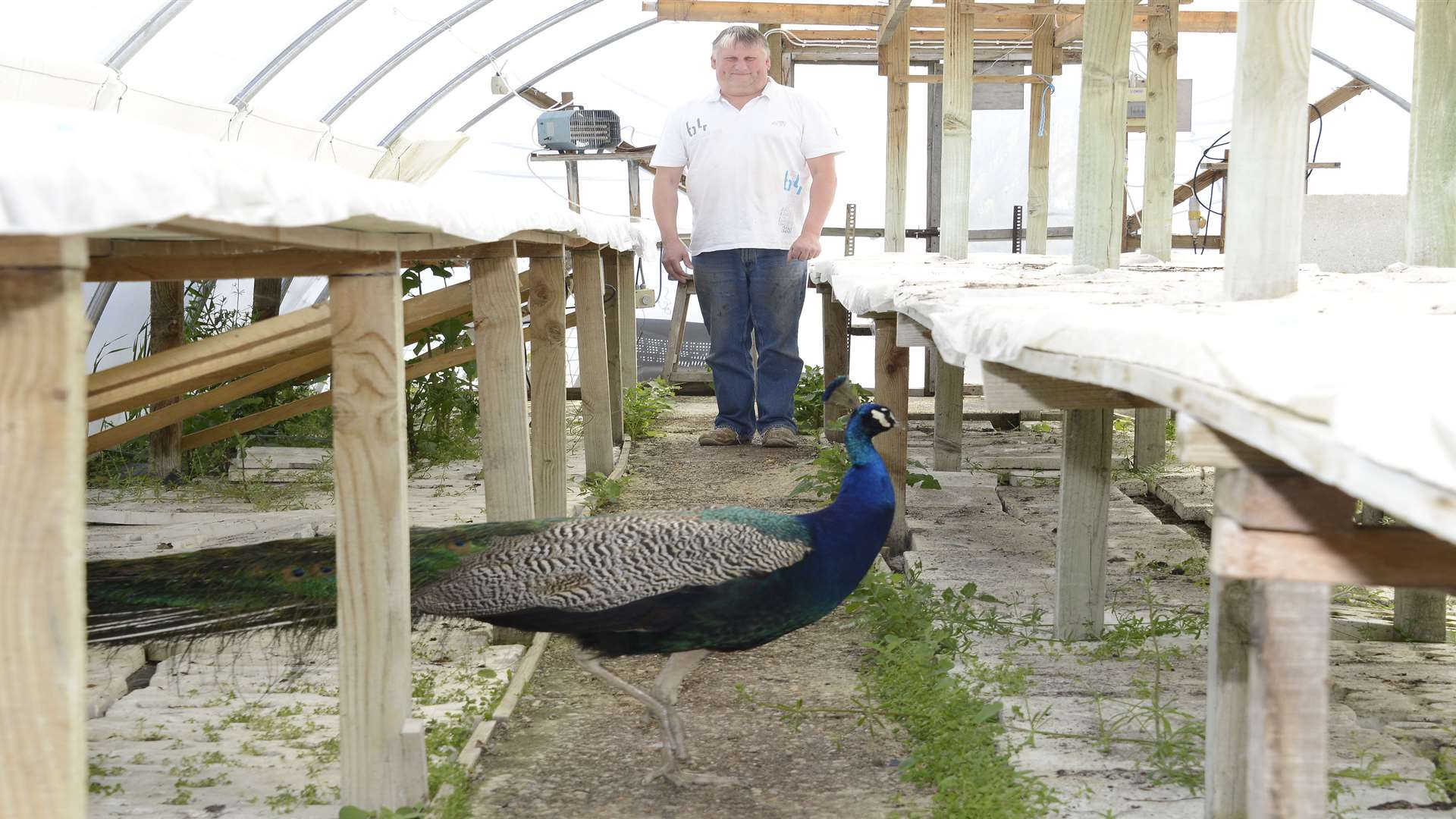 Owner's son David Hollands checks on the peacock. Picture: Paul Amos