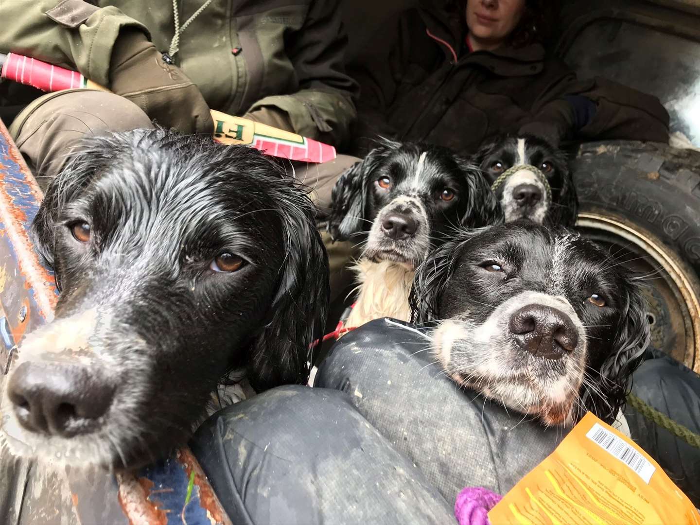 Skinner’s have recognised that working dogs need to be celebrated. Picture: Lucy Combe