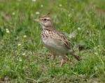 The crested lark