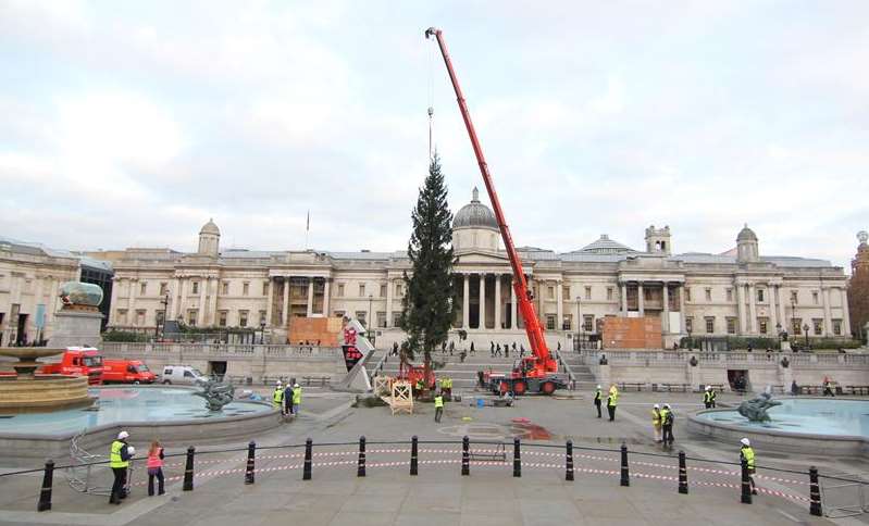 Beck & Pollitzer crane installing Christmas tree in Trafalgar Square in 2012.