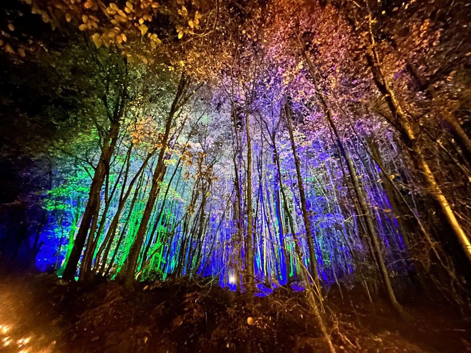Trees lit up by lights at Bedgebury