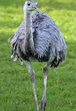 Rheas have claws that are six inches long