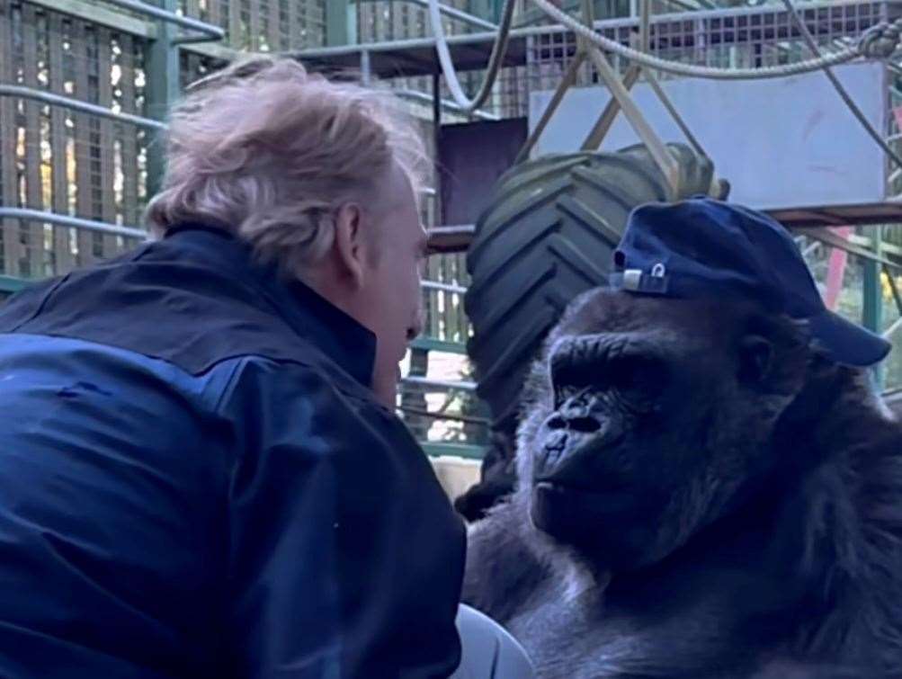 Damian Aspinall shared a clip online of a gorilla putting his hat on. Picture: Damian Aspinall on Instagram