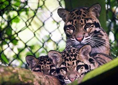 Three of the four clouded leopard cubs born at Howletts