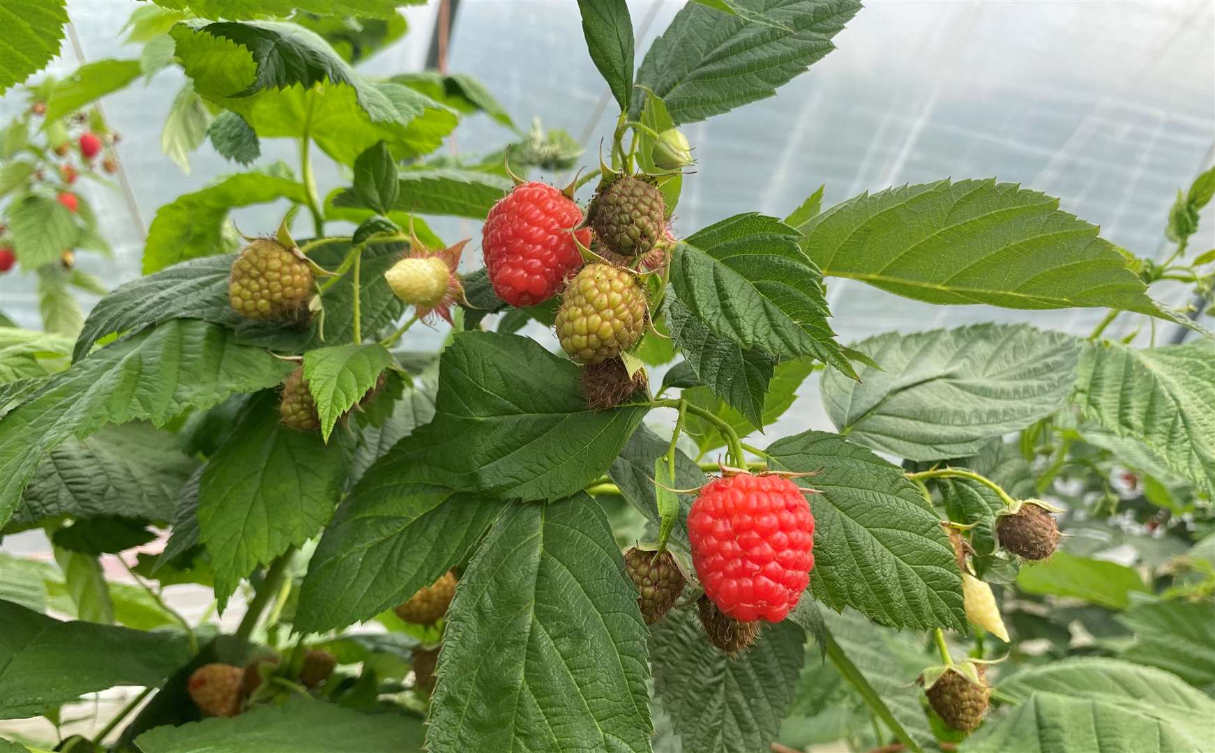 Raspberries like these will be picked and packed to be sent to supermarkets