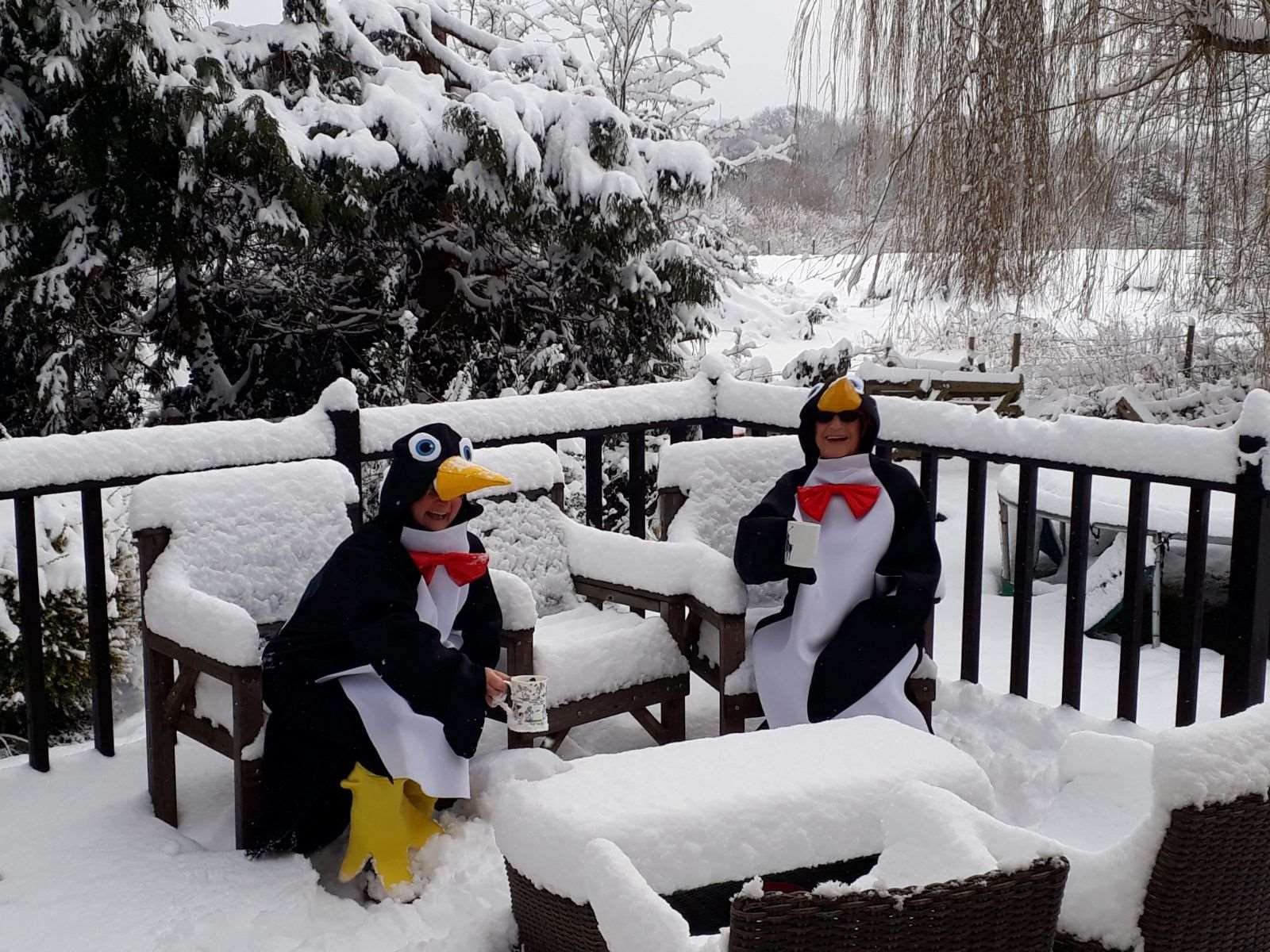 Penguins love the snow (1273924)