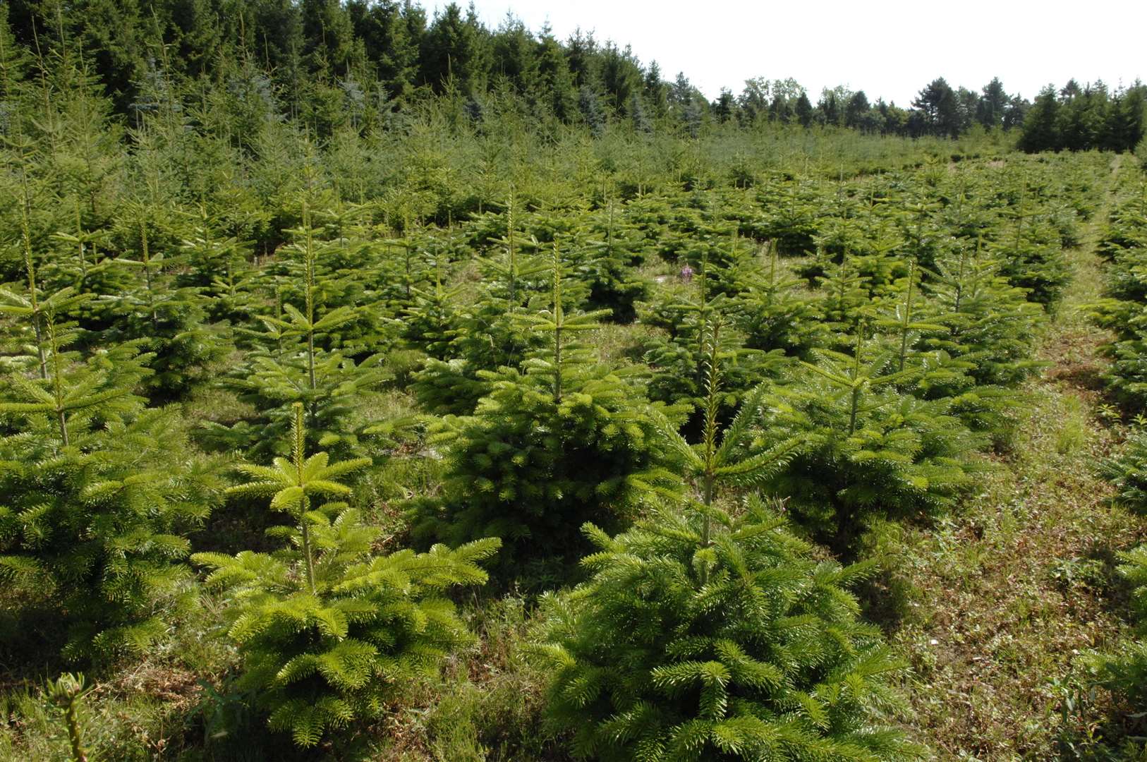 A Christmas tree farm could be created near Sittingbourne to help ex-service personnel