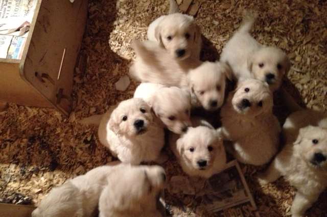 Eleven golden retriever puppies were stolen from a Westwell house last night