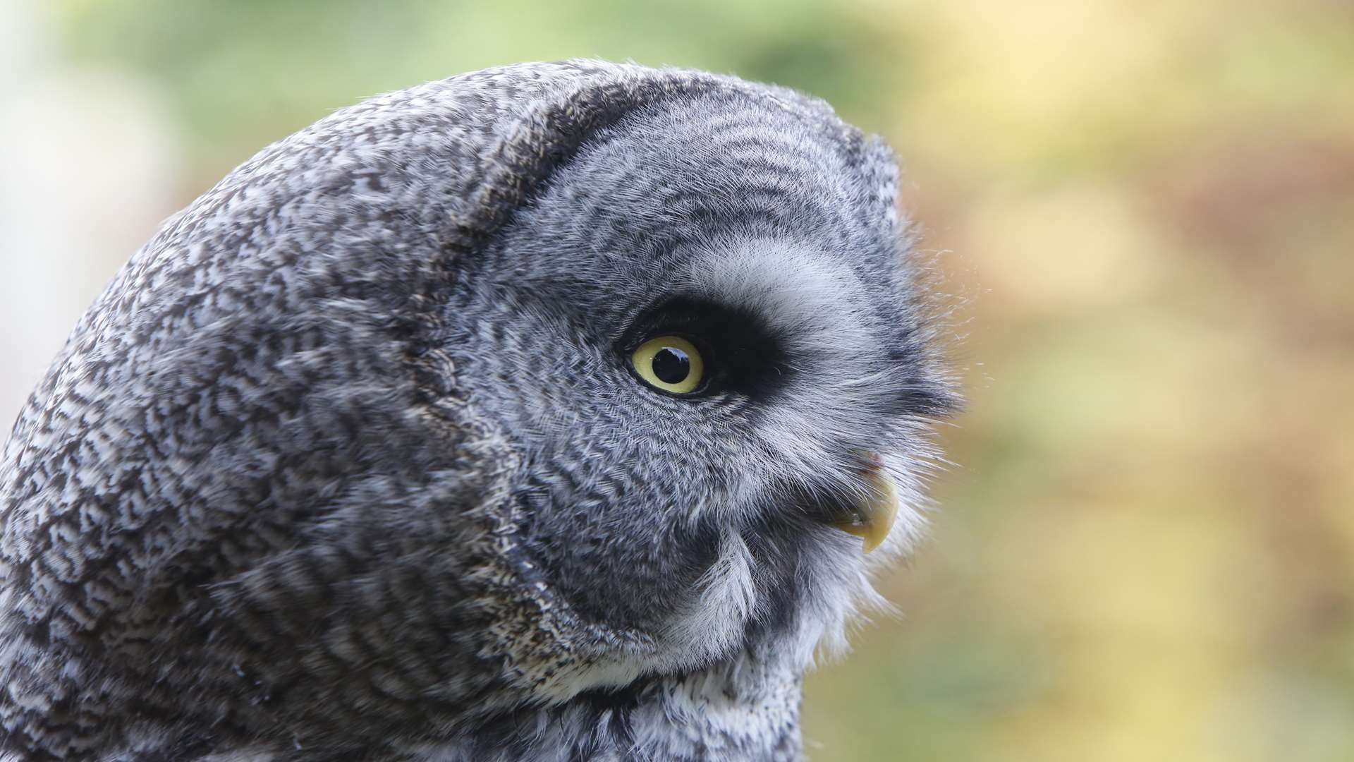Dre the Great Grey Owl at Kent Life in Maidstone Picture: Andy Jones