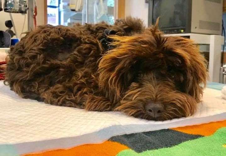 Safe: Kizzy the cockapoo is being treated at the New Hope Animal Rescue sanctuary in Northfleet. Picture: New Hope Animal Rescue (11798952)