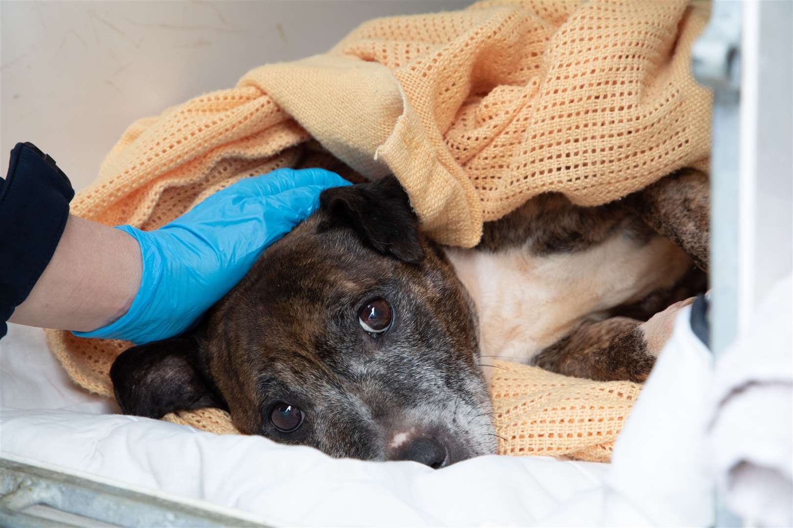 Vets said there was nothing they could do to save Mercedes the Staffie. Picture: RSPCA