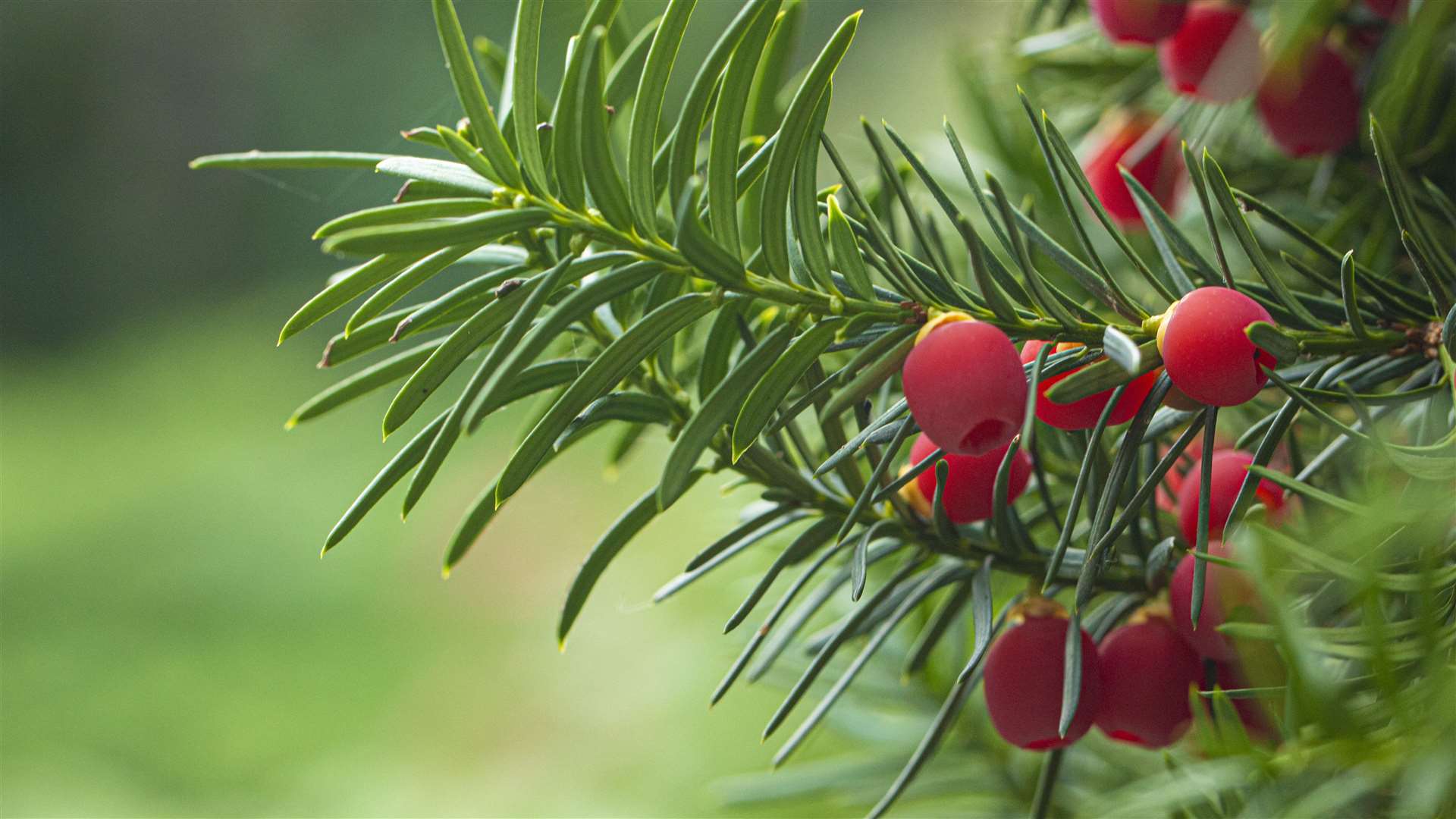 Ripe red berries on a yew plant