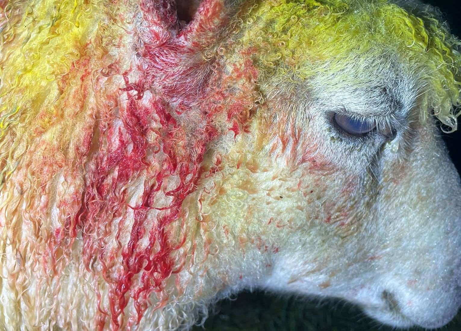 George Johnson says the sheep was attacked by a dog not on its lead. Picture: Highview Lamb Boxes