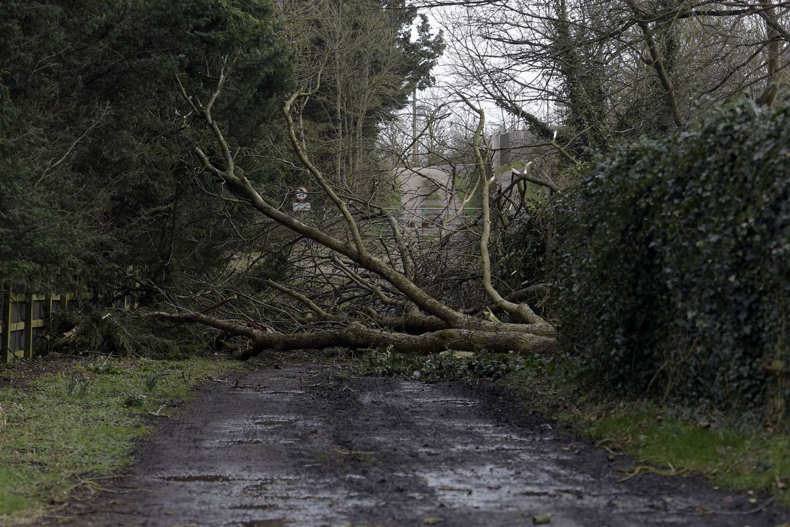 A fallen tree blocks the public footpath to Westenhanger railway station Picture: Barry Goodwin
