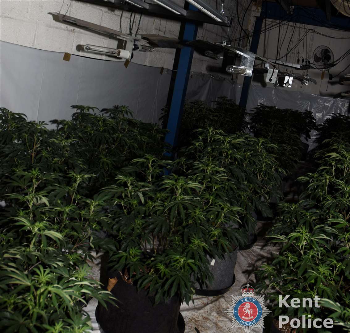 More than 300 cannabis plants were seized