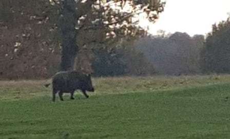 A large boar spotted in the park. Pic: Michelle Wratten
