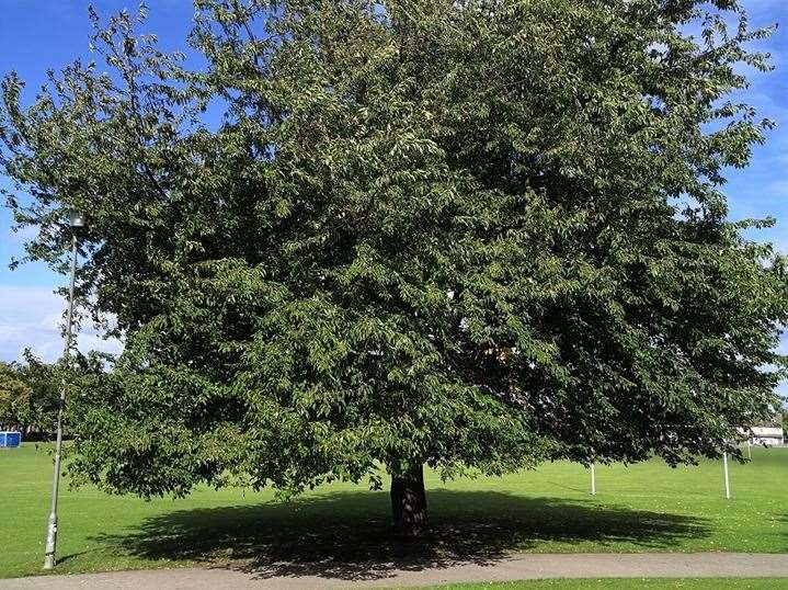 The cherry tree at the Rec will no longer be cut down