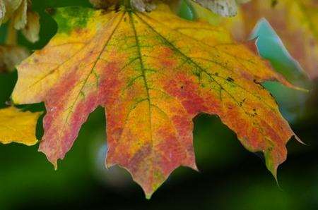 Greens, yellows, reds and browns colour this Autumn leaf