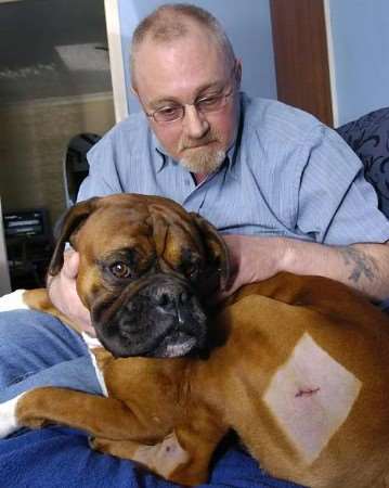 RECOVERING: Boxer dog Sacacen with his owner Bill Gage. Picture: MIKE SMITH