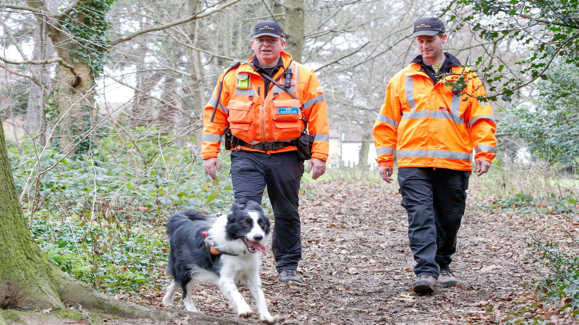 A search dog like Bryn looking for a missing person. Stock image