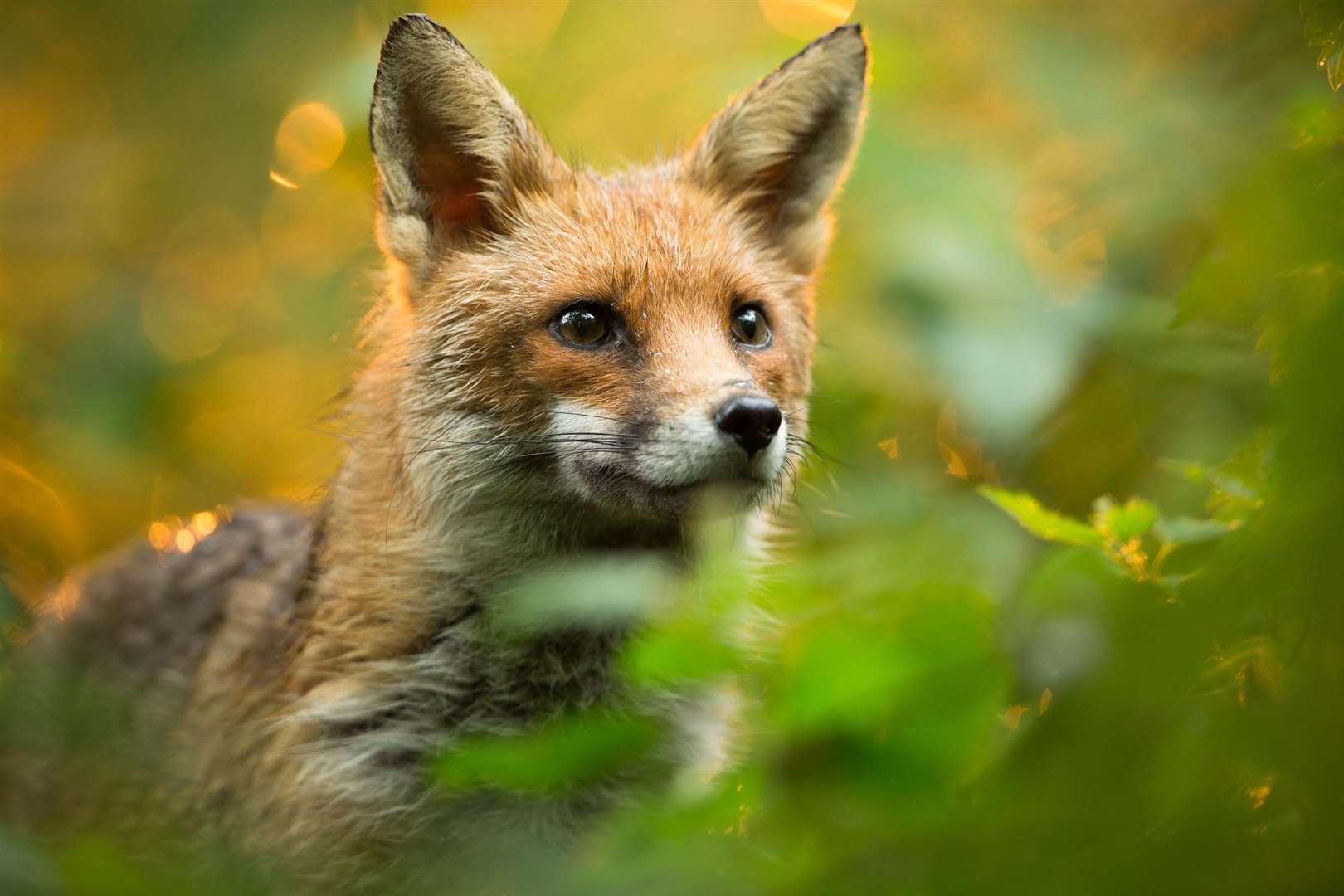 Red fox. (57526510)