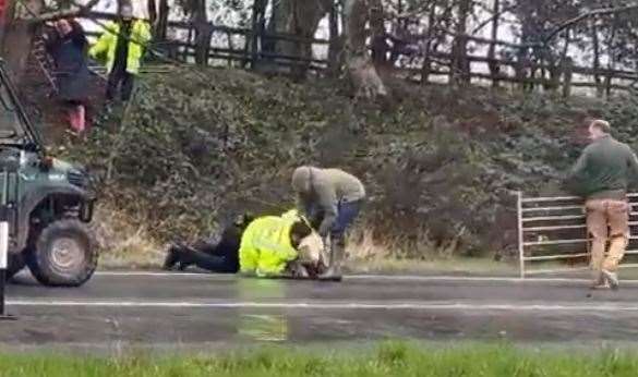 A policeman and a farmer try to control one of the loose sheep on the A21. Image from AJ Woods