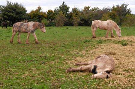 Other horses around the dead foal in a field off Ratling Road, Aylesham